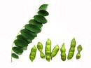 اقاقیای توپی(پیوندی)
